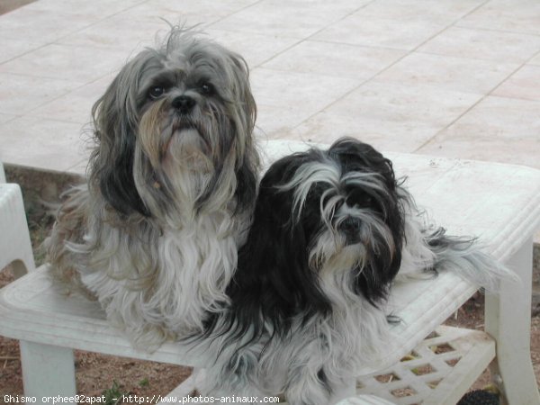 Photo de Shih tzu