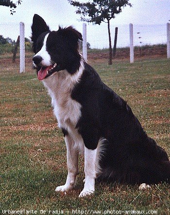 Photo de Border collie