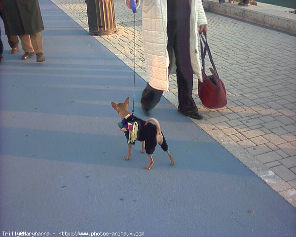 Photo de Pinscher nain