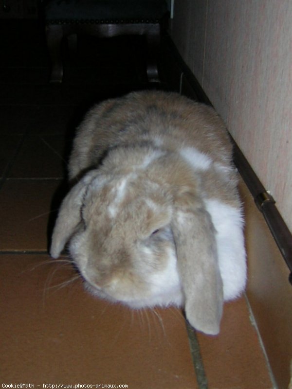 Photo de Lapin