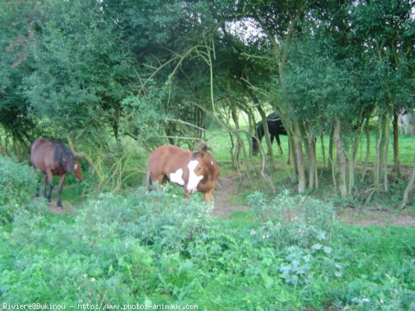 Photo de Races diffrentes