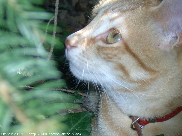 Photo de Chat domestique