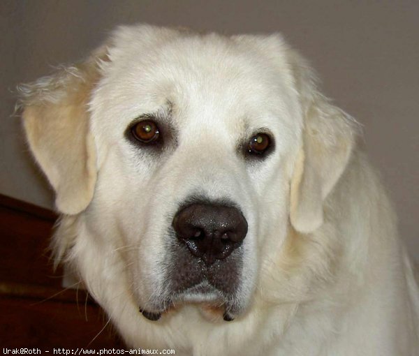 Photo de Chien de berger des tatras