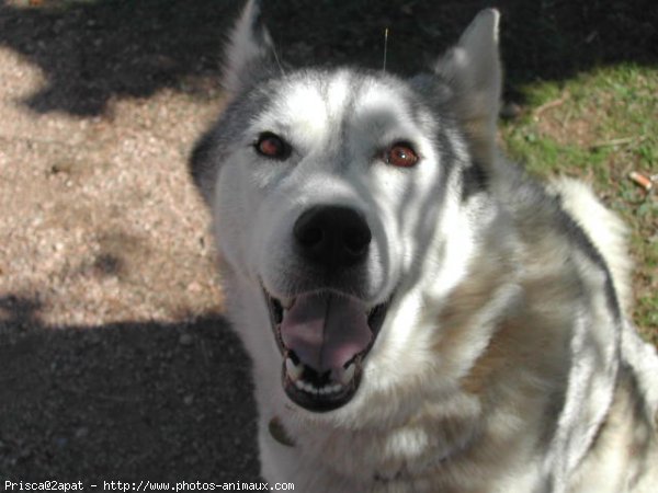 Photo de Husky siberien