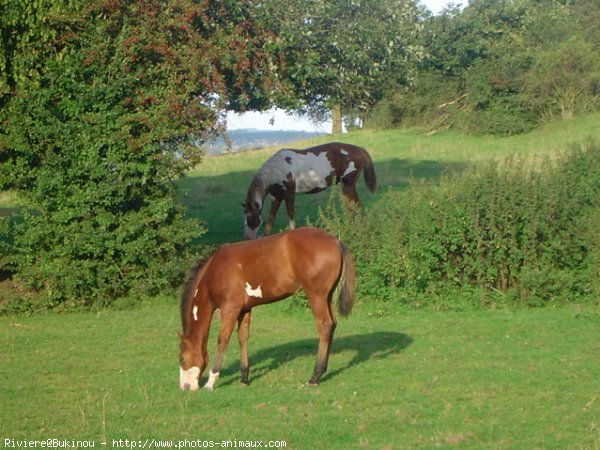 Photo de Races diffrentes