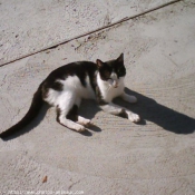 Photo de Chat domestique