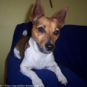 Photo de Jack russell terrier