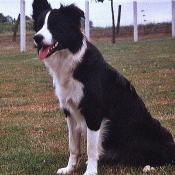 Photo de Border collie