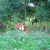 Photo de Races diffrentes