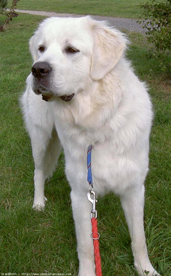 Photo de Chien de berger des tatras