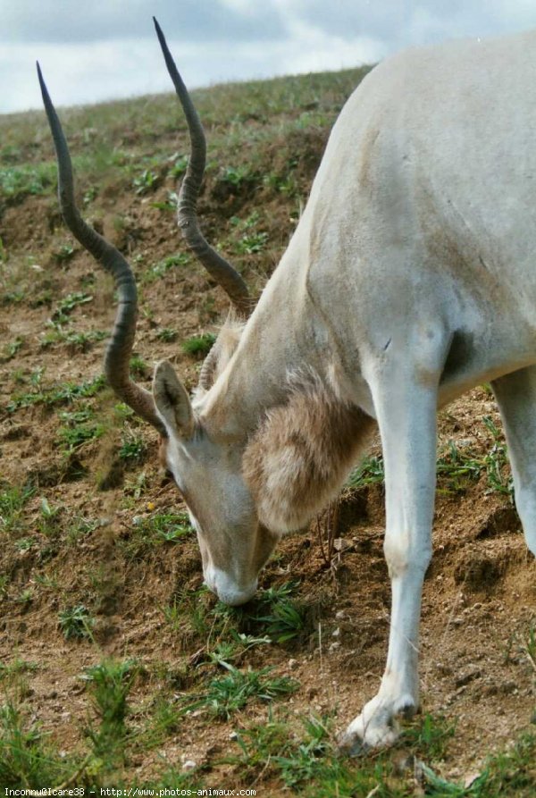 Photo d'Antilope