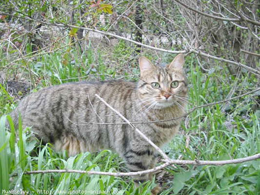 Photo de Chat domestique