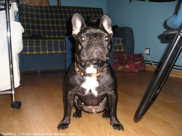 Photo de Bouledogue franais