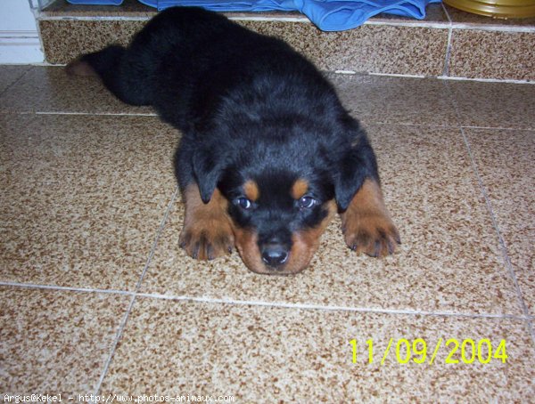 Photo de Rottweiler