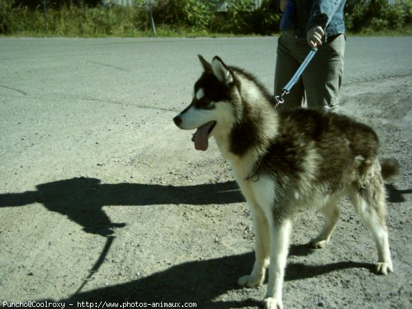 Photo de Husky siberien