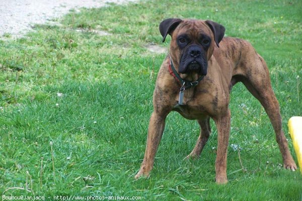 Photo de Boxer