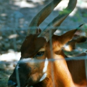 Photo d'Antilope