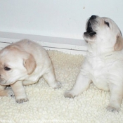 Photo de Labrador retriever