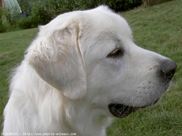 Photo de Chien de berger des tatras