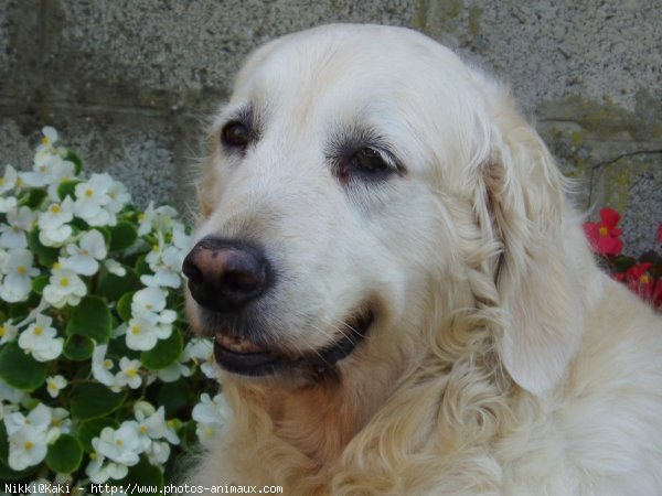 Photo de Golden retriever