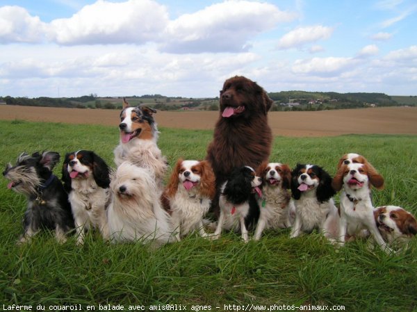 Photo de Races diffrentes