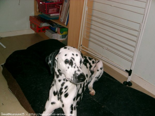 Photo de Dalmatien