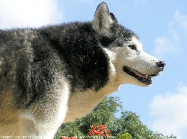 Photo de Husky siberien