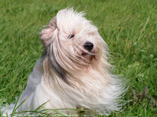 Photo de Coton de tulear