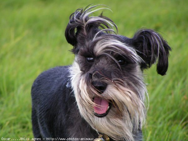 Photo de Schnauzer gant