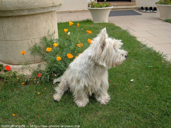 Photo de West highland white terrier