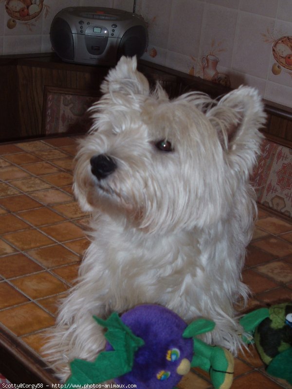 Photo de West highland white terrier