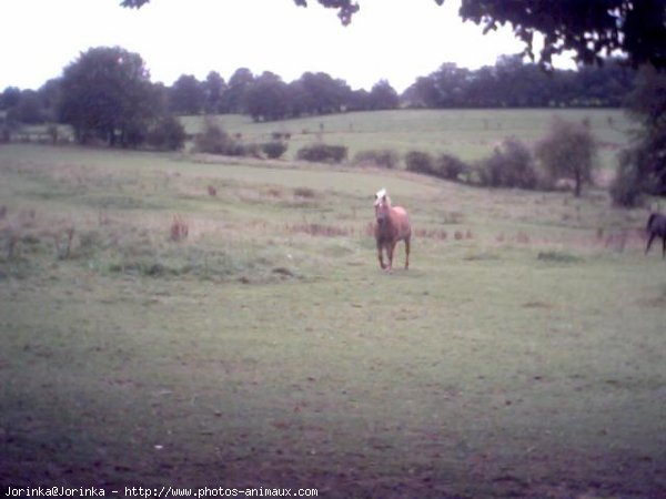 Photo de Haflinger