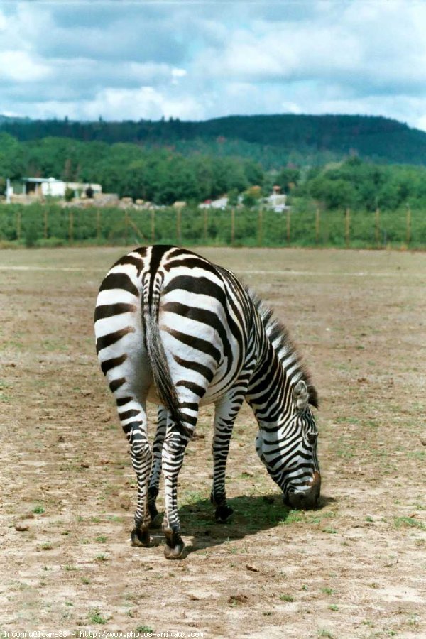 Photo de Zebre