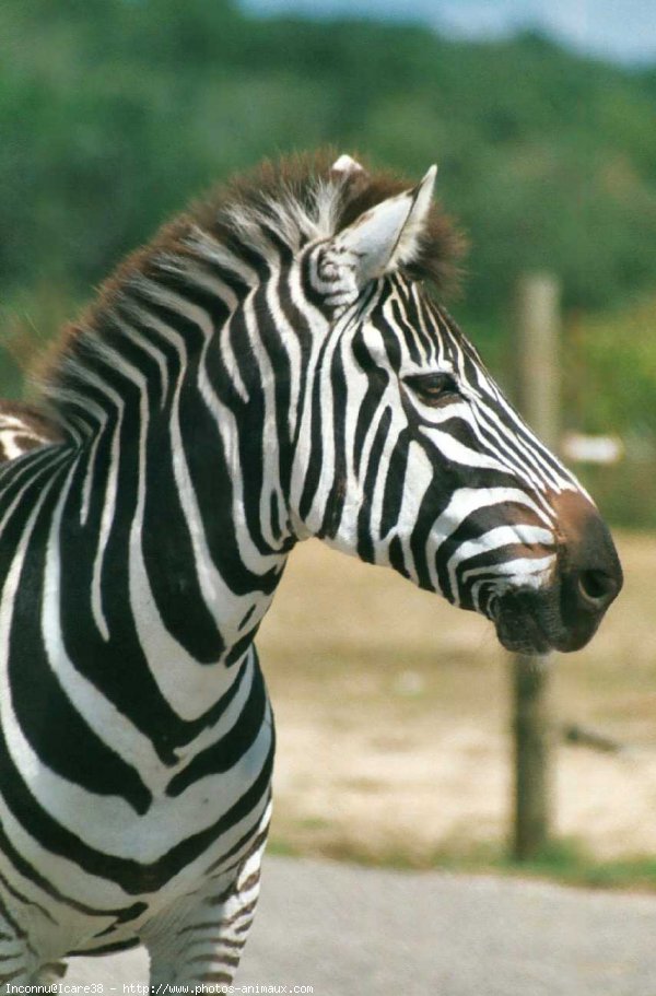 Photo de Zebre