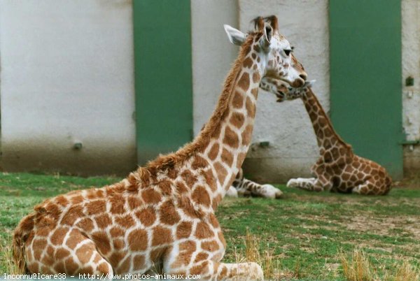 Photo de Girafe