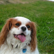 Photo de Cavalier king charles spaniel