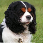 Photo de Cavalier king charles spaniel