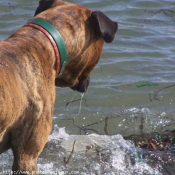 Photo de Boxer