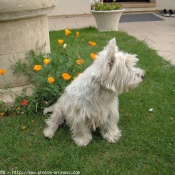 Photo de West highland white terrier