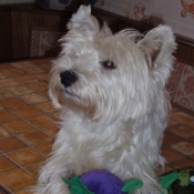 Photo de West highland white terrier