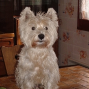 Photo de West highland white terrier