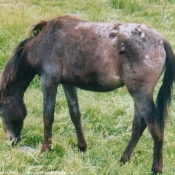 Photo d'Appaloosa