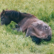 Photo d'Appaloosa