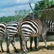 Photo de Zebre