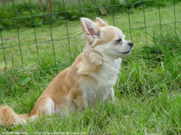 Photo de Chihuahua  poil court