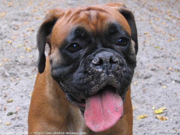 Photo de Boxer