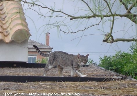 Photo de Chat domestique