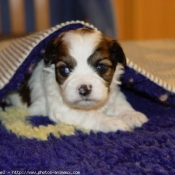 Photo de Shih tzu