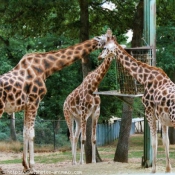 Photo de Girafe