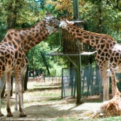 Photo de Girafe